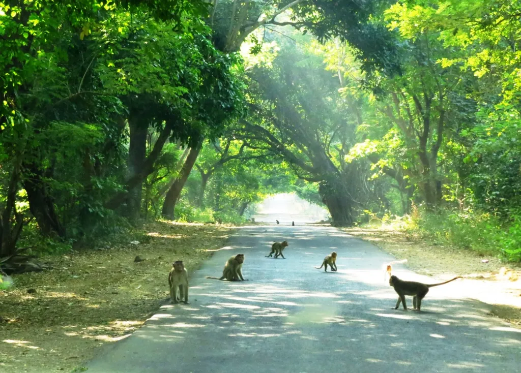 Mumbai : City of Dreams 3 sanjay gandhi nation park